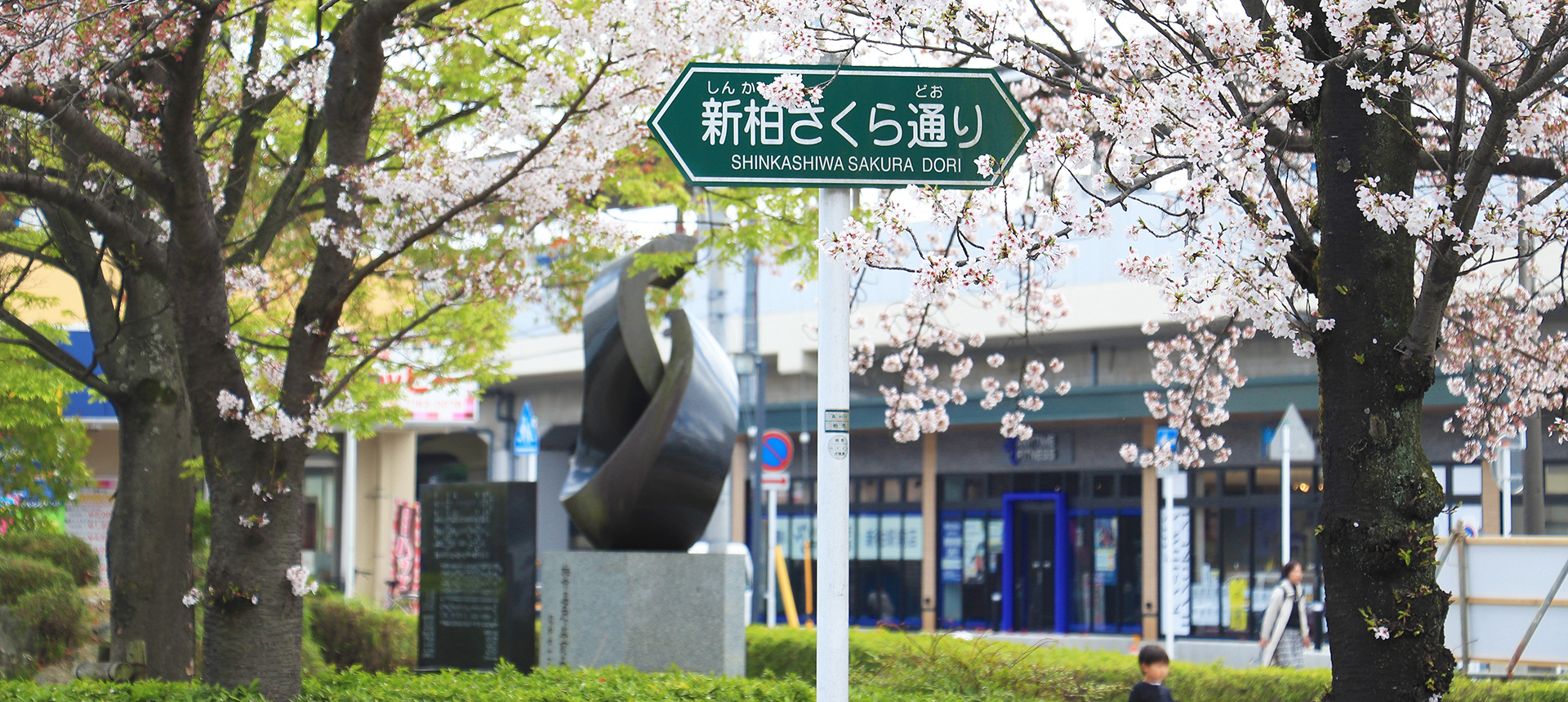 ｢新柏｣駅前の桜並木／徒歩1分・約30m　2023年3月撮影