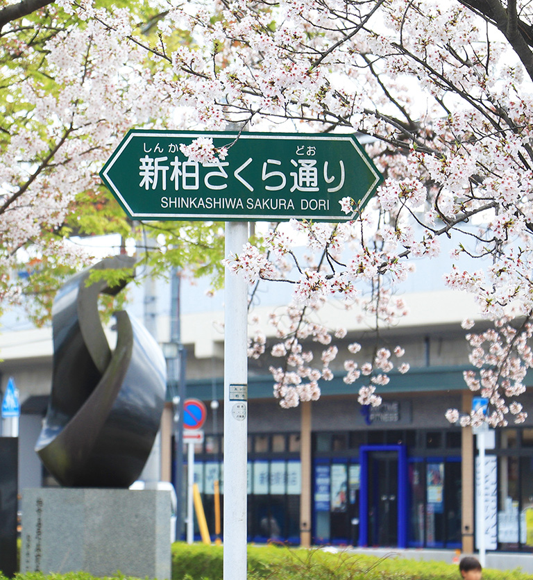 ｢新柏｣駅前の桜並木／徒歩1分・約30m　2023年3月撮影