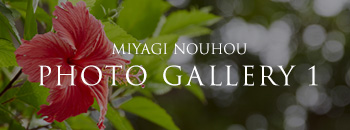 MIYAGI NOUHOU PHOTO GALLERY 1