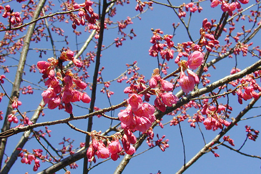 佐野家の桜畑に咲く寒緋桜（かんひざくら）。台湾から沖縄に入ったと推測される。沖縄にもっとも多い種類で、1～2月に花を咲かせる。沖縄以外でも鹿児島の磯庭園、静岡の熱海など、一部の地域でこのタイプの桜が見られる。（撮影 植籐造園）