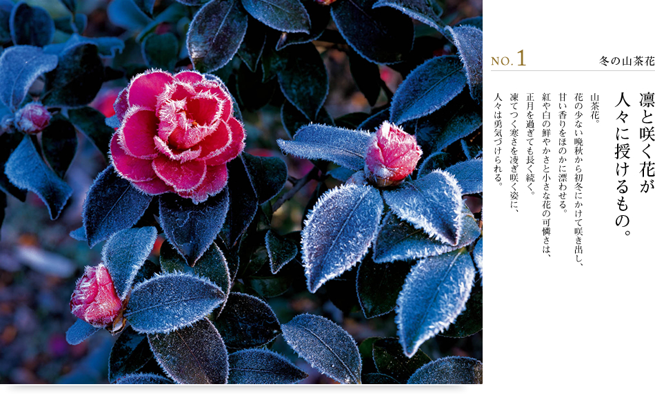 NO.1 冬の山茶花