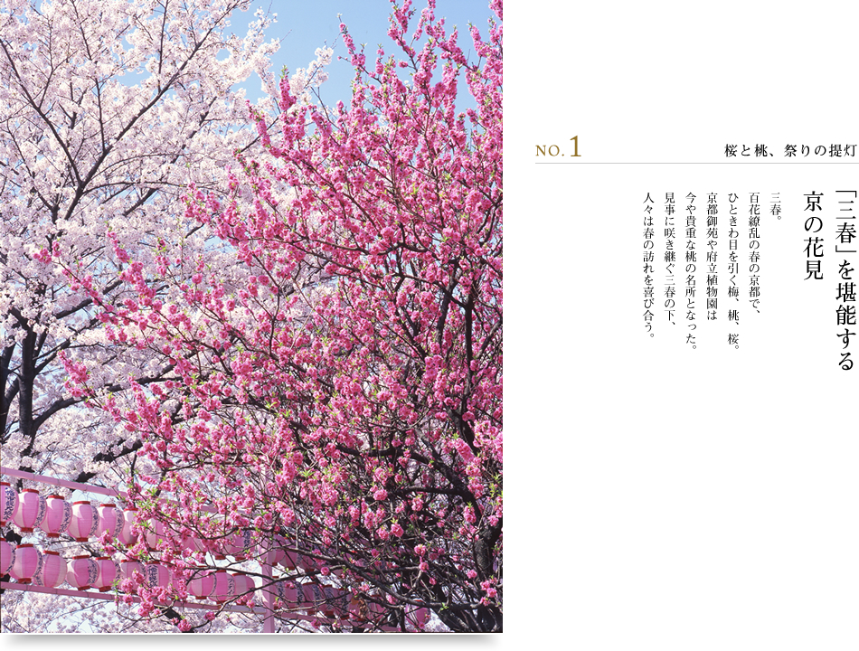 NO.1 桜と桃、祭りの提灯