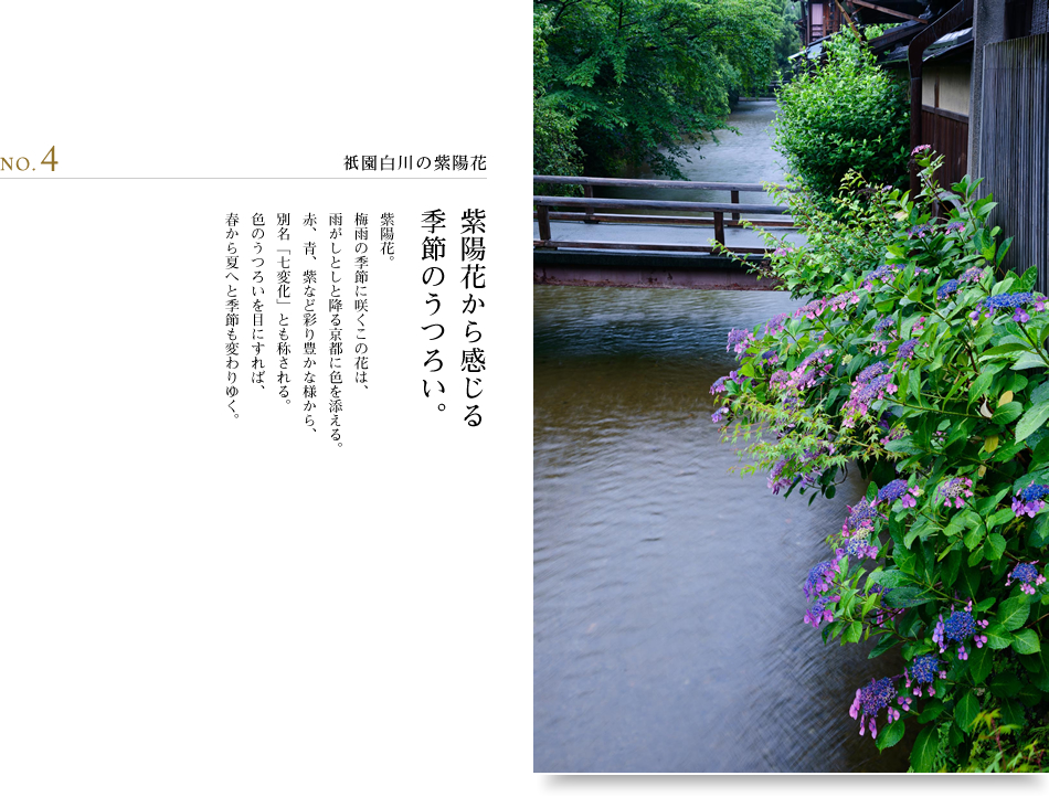 NO.4 祇園白川の紫陽花