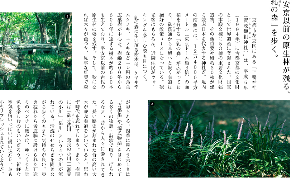 平安京以前の原生林が残る、「糺の森」を歩く。