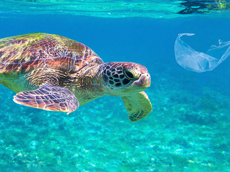 脱プラスチック、プラスチックフリーはなぜ必要？本当の理由を高田秀重教授に聞きました ～生物への影響、気候変動との関係、リサイクルの実態　解説編～
